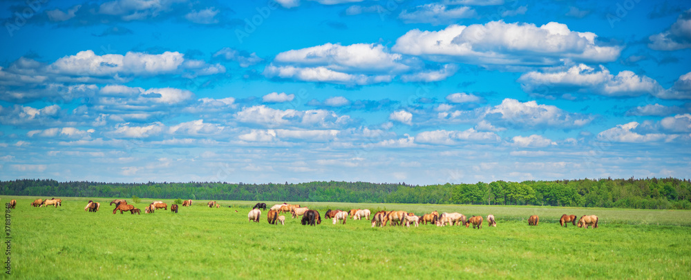 Naklejka premium A herd of horses grazes in the distance on a green field.