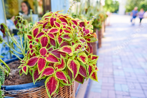 Coleus is a genus of annual or perennial herbs or shrubs, sometimes succulent, sometimes with a fleshy or tuberous rootstock. Coleus has burgundy leaves with green edging and lilac inflorescence