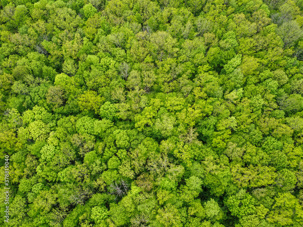 Dense deciduous green forest top view.