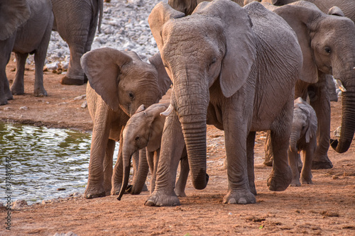Family of elephants on the banks of the river in Etosha NP- Namibia.