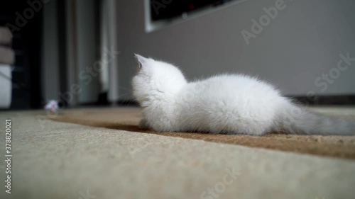 Cat playing with mouse. Sweet white kitten playing wity toy mouse photo