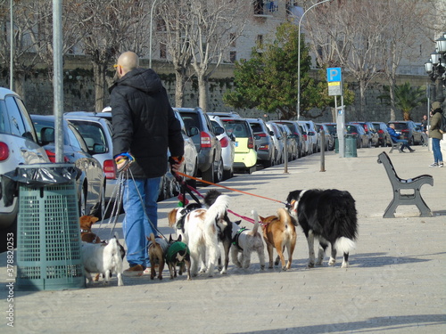 Dog Sitter a passeggio con i cani sul lungomare, sud Europa photo