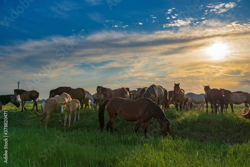 In the summer on a green field grazing herd of horses.