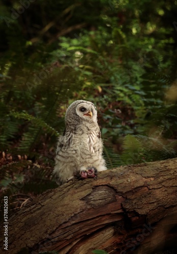Young barred owl with prey in talons