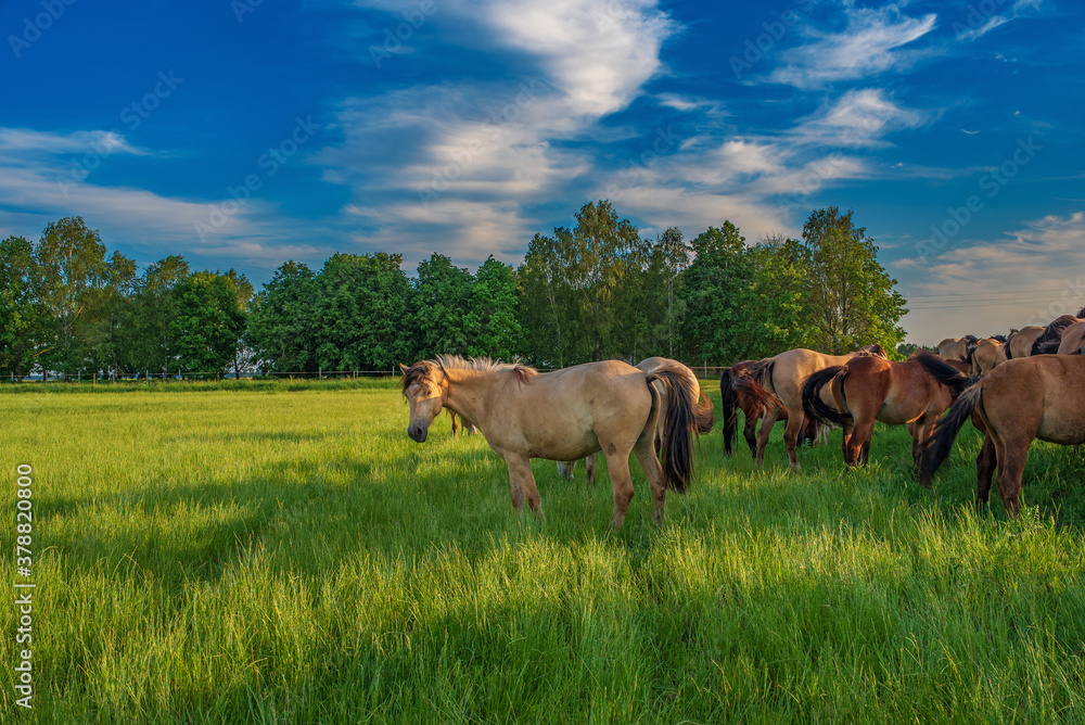 In the summer on a green field grazing herd of horses.