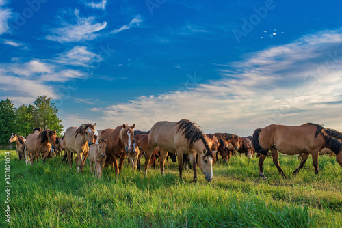 In the summer on a green field grazing herd of horses. © shymar27