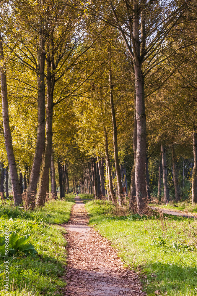 Fototapeta premium A hike in the forest during a autumn morning