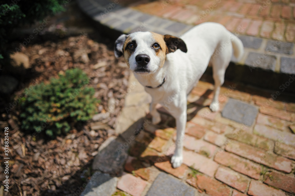 Cute sitting smiling dog facing the camera with its mouth open seen from the front. Cute sitting smiling dog facing the camera with its mouth open seen from the front.
