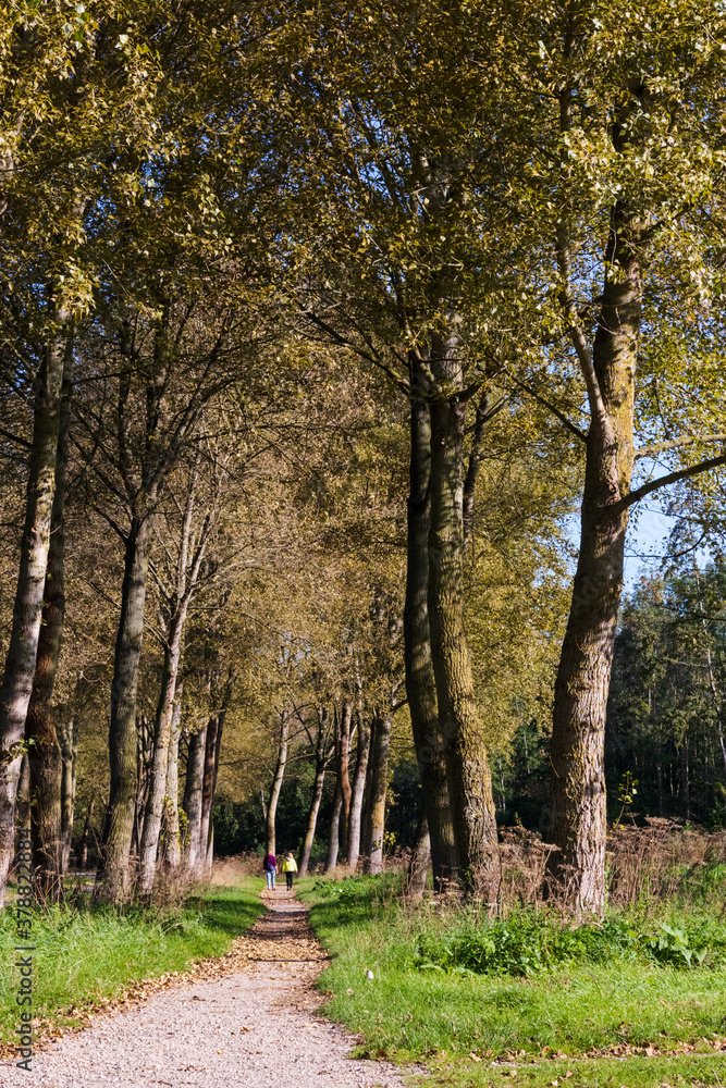 A hike in the forest during a autumn morning