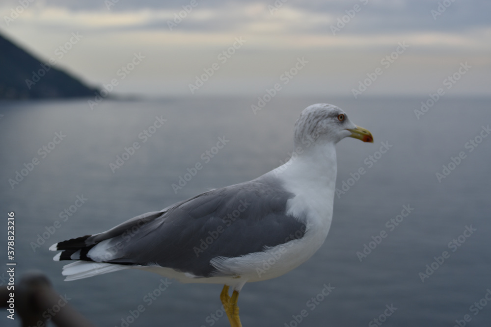 the seagull before taking flight