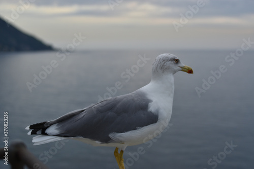 the seagull before taking flight