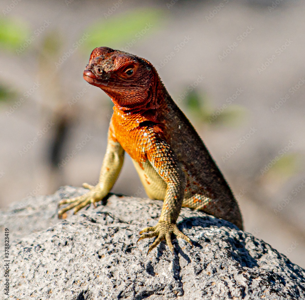 Galapagos - Espanola - Bahia Gardener - Lava Lizard Galapagos - Espanola - Bahia Gardener - Lava Lizard