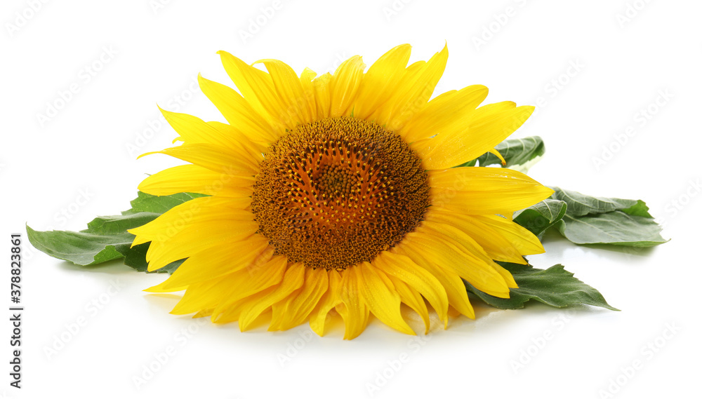 Beautiful bright blooming sunflower isolated on white Beautiful bright blooming sunflower isolated on white