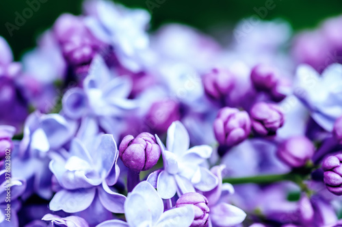 Obraz na płótnie Lilac flowers macro