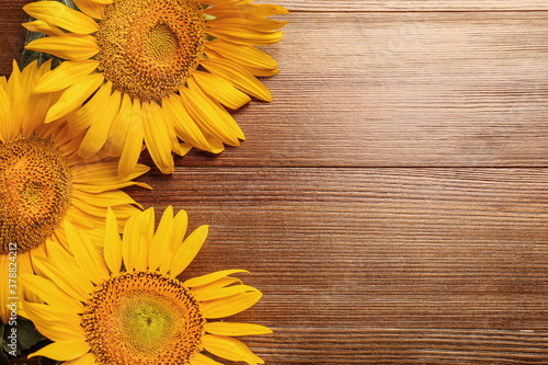 Fototapeta Naklejka Na Ścianę i Meble -  Beautiful bright sunflowers on wooden background, flat lay. Space for text