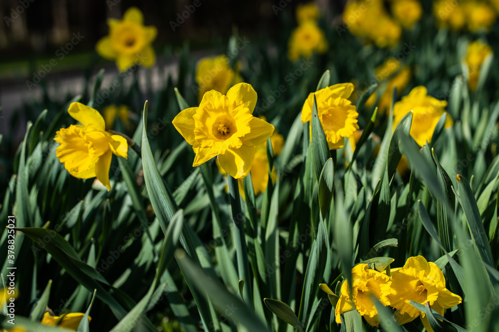 A yellow narcissus flowers and green leaves at spring A yellow narcissus flowers and green leaves at spring