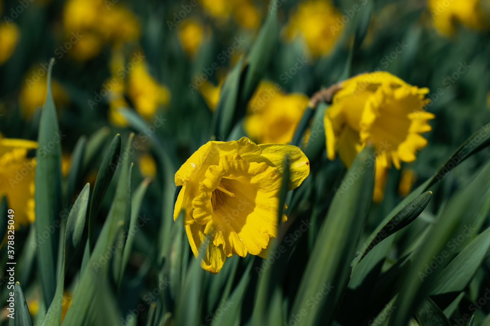 Obraz premium A yellow narcissus flowers and green leaves at spring
