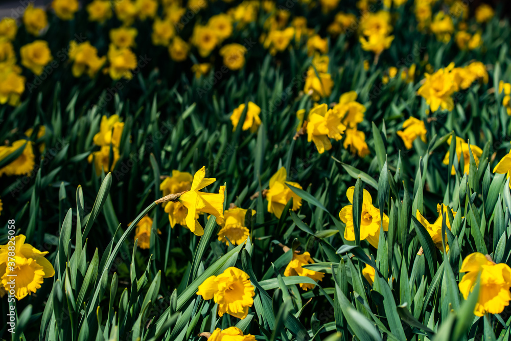 A yellow narcissus flowers and green leaves at spring A yellow narcissus flowers and green leaves at spring