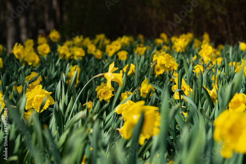 A yellow narcissus flowers and green leaves at spring