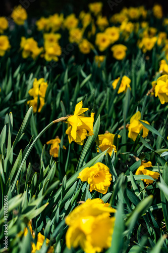 A yellow narcissus flowers and green leaves at spring