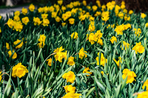 A yellow narcissus flowers and green leaves at spring