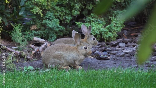 Stock, small, wood, life, hunting, morning, mammal, speed, young, hunter, farm, fast, bunny, Europe, rabbit, run, hare, habitat, green, outdoor, fauna, grass, summer, natural, beautiful, forest, park,