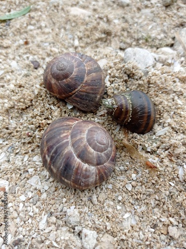 Beautiful snails on the banks of the majestic Dnieper
