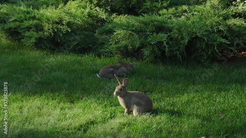 Stock, small, wood, life, hunting, morning, mammal, speed, young, hunter, farm, fast, bunny, Europe, rabbit, run, hare, habitat, green, outdoor, fauna, grass, summer, natural, beautiful, forest, park,