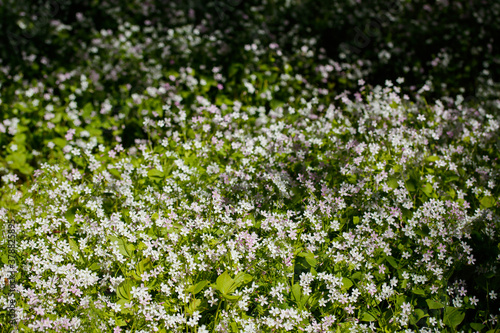 Background of white wildflowers of Claytonia sibirica in shady forest