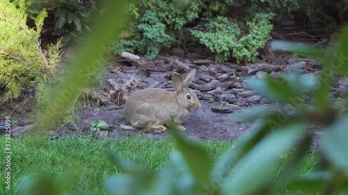 Stock, small, wood, life, hunting, morning, mammal, speed, young, hunter, farm, fast, bunny, Europe, rabbit, run, hare, habitat, green, outdoor, fauna, grass, summer, natural, beautiful, forest, park,