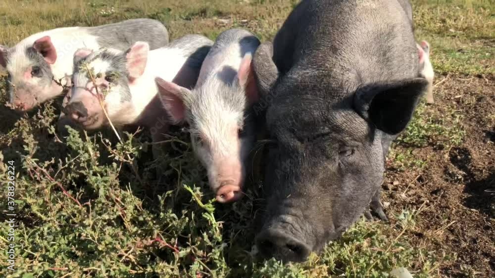 A black pig with its offspring walk on the lawn and eat green grass. High quality 4k footage. A black pig with its offspring walk on the lawn and eat green grass. High quality 4k footage.