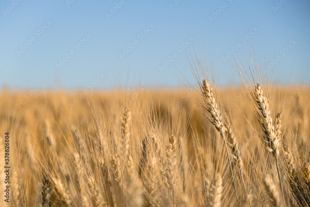 Fototapeta premium Photo of a wheat field at sunset. selective focus. separate spikelets of wheat. Agriculture, agronomy, concept