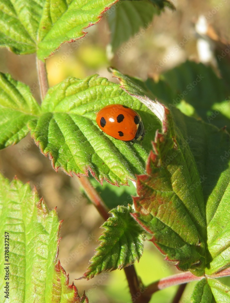 Ladybug on raspberry leaf in the garden, closeup Ladybug on raspberry leaf in the garden, closeup