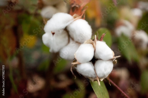 Cotton flower closeup from the field