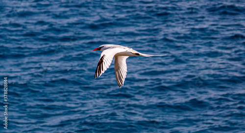 Galapagos - Plaza Sur- Red Billed Tropicbird