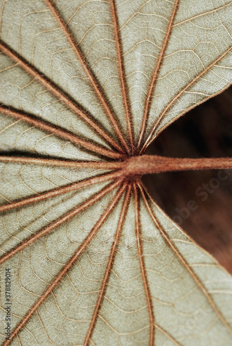 Close-up of a leaf