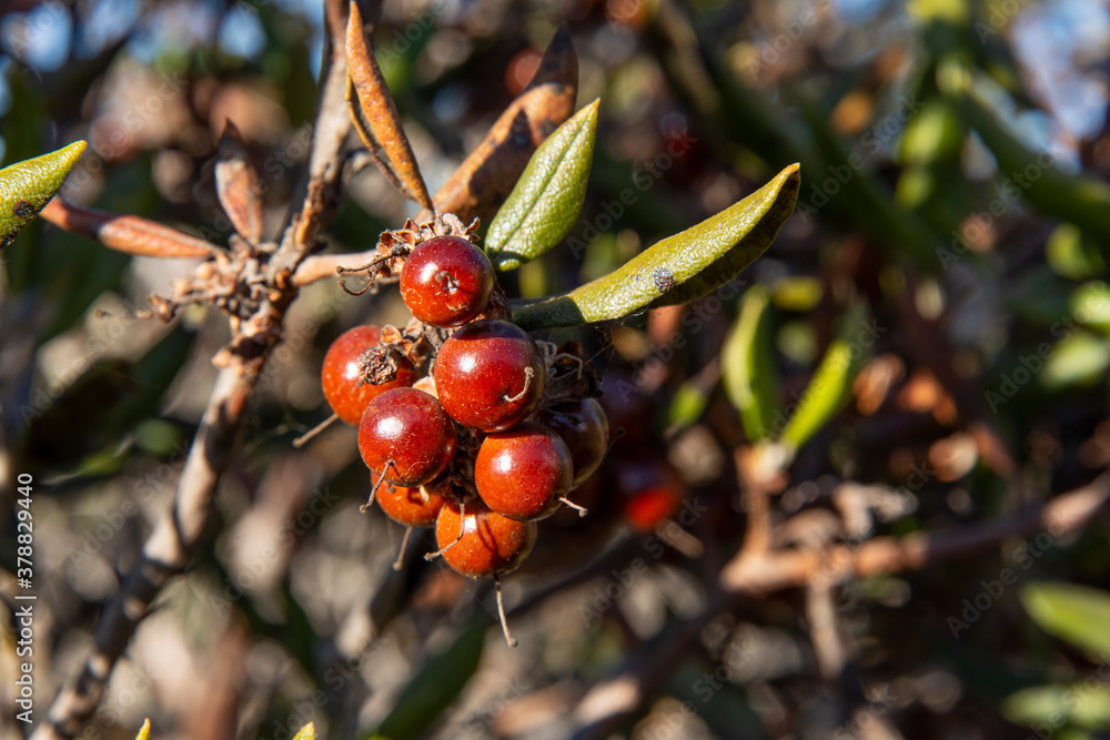 Closeup mission manzanita fruit on bush