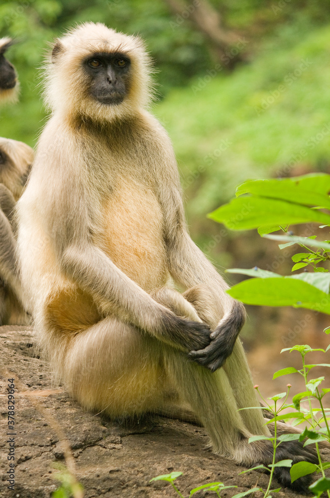 Monkey posing for photgraph