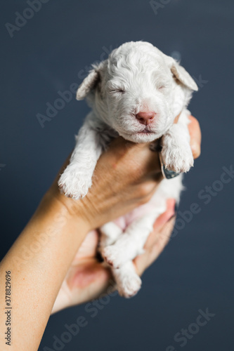 close up woman holding little puppy © cherryandbees