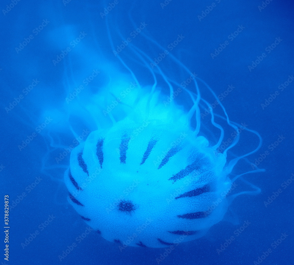 Obraz premium Jellyfish