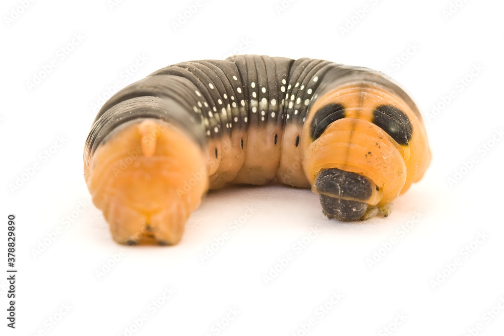 Obraz premium Closeup shot of an caterpillar showing details.