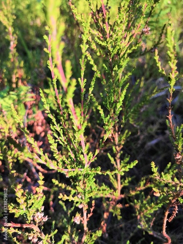 Heather and some forest grass, bright sunny day