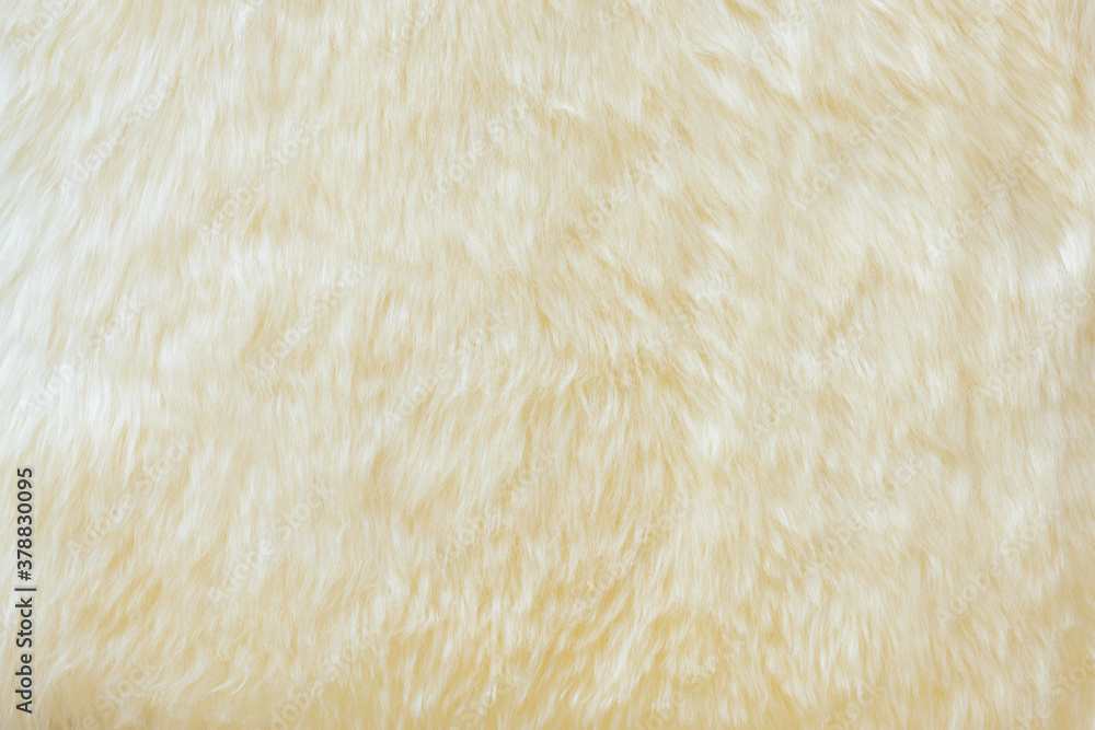 background and textured of real white cream wool sheep background and textured of real white cream wool sheep