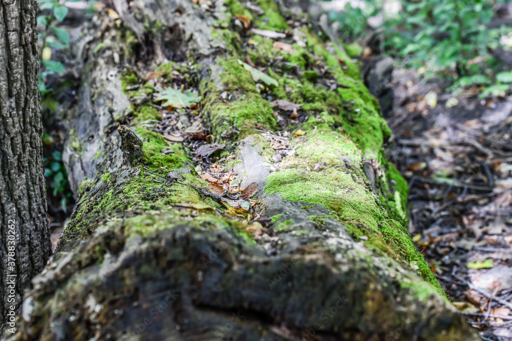 moss on a fallen tree trunk in the forest moss on a fallen tree trunk in the forest