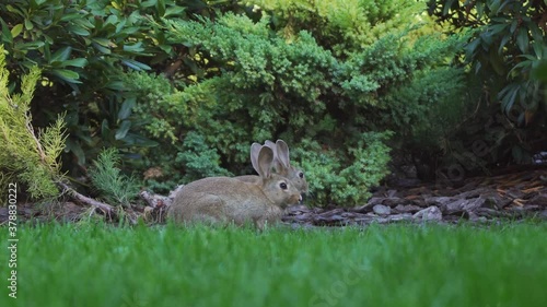 Stock, small, wood, life, hunting, morning, mammal, speed, young, hunter, farm, fast, bunny, Europe, rabbit, run, hare, habitat, green, outdoor, fauna, grass, summer, natural, beautiful, forest, park,