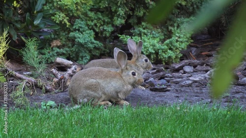 Stock, small, wood, life, hunting, morning, mammal, speed, young, hunter, farm, fast, bunny, Europe, rabbit, run, hare, habitat, green, outdoor, fauna, grass, summer, natural, beautiful, forest, park,