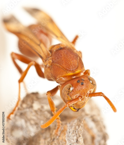 Macro of a wasp on a honeycomb.