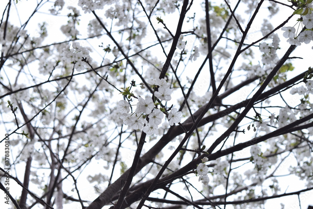 Detail of some delicate white almond blossoms blooming on the branches Detail of some delicate white almond blossoms blooming on the branches