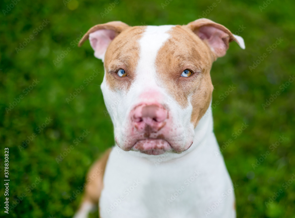 A red Catahoula Leopard Dog mixed breed dog with sectoral heterochromia in its eyes and a grumpy expression on its face