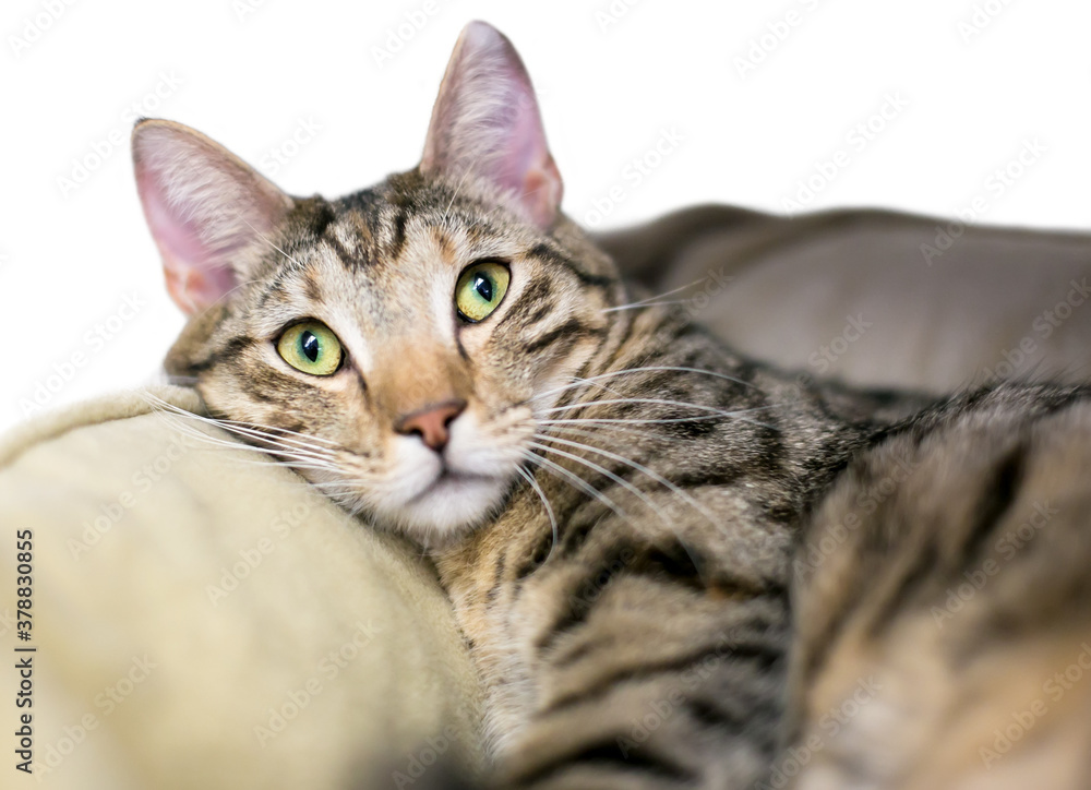 A brown tabby shorthair cat relaxing in a pet bed